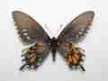 Morpho gynandromorph (Internet Image property of respective owner, non-commercial use only)